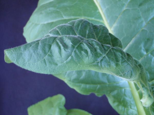 Thumbnail image for Tobacco - Calcium (Ca) Deficiency